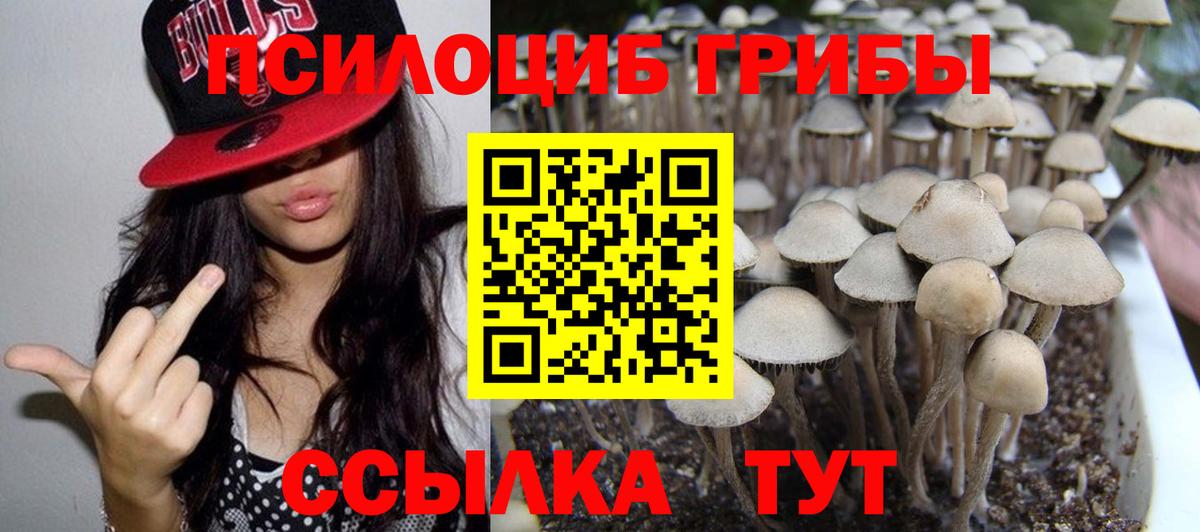Богданович  Псилоцибиновые грибы Psilocybine cubensis  Вход с VPN 
